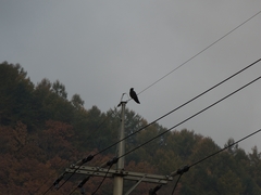 Corvus macrorhynchos