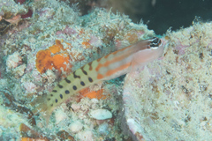 Ecsenius fijiensis