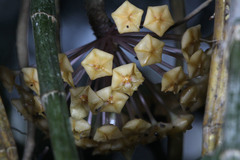 Hoya latifolia
