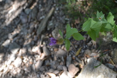 Centaurea pectinata