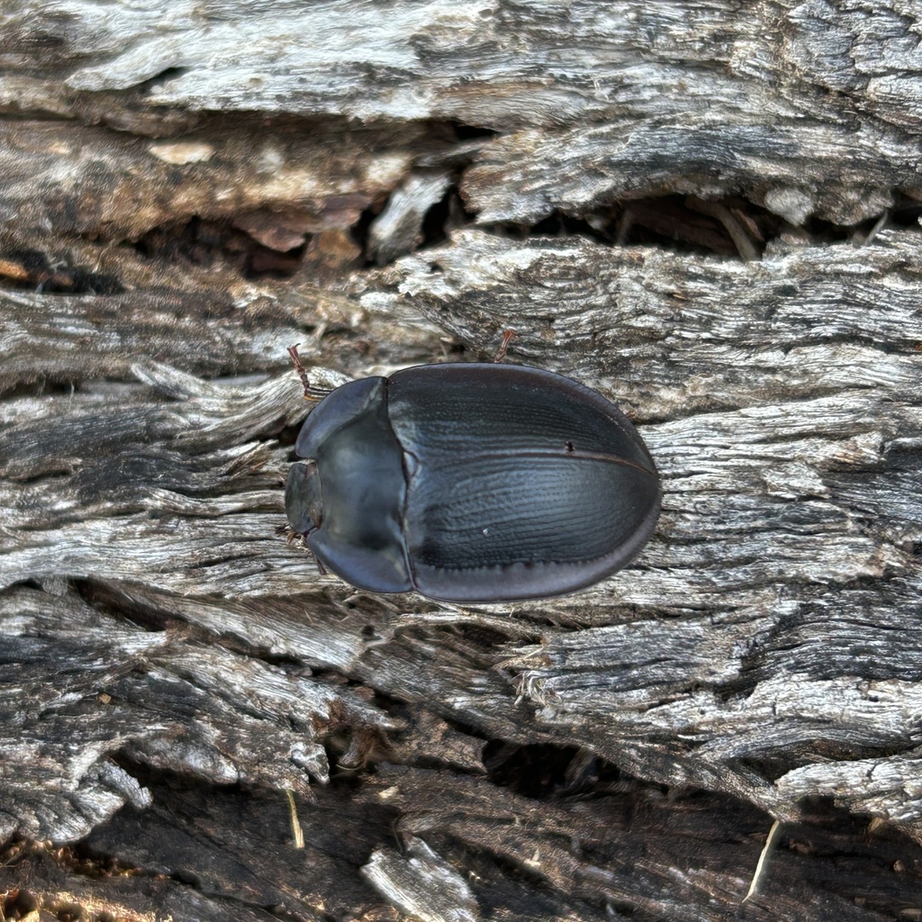 Pterohelaeus piceus