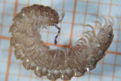 Polydesmus testaceus