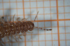 Polydesmus testaceus