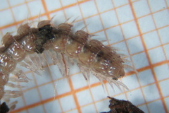 Polydesmus testaceus