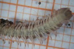 Polydesmus testaceus