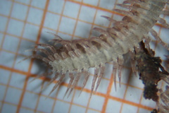 Polydesmus testaceus