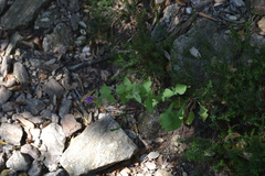 Centaurea pectinata
