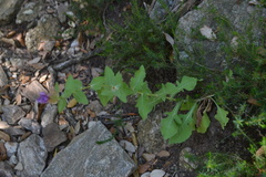 Centaurea pectinata