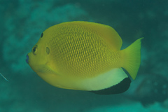 Apolemichthys trimaculatus