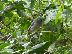 Melaenornis fischeri