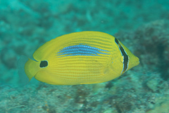 Chaetodon plebeius