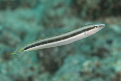 Aspidontus dussumieri
