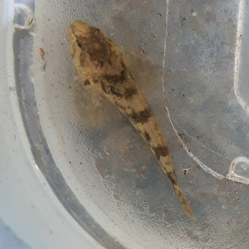 Cottus perifretum