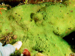 Psammocora nierstraszi