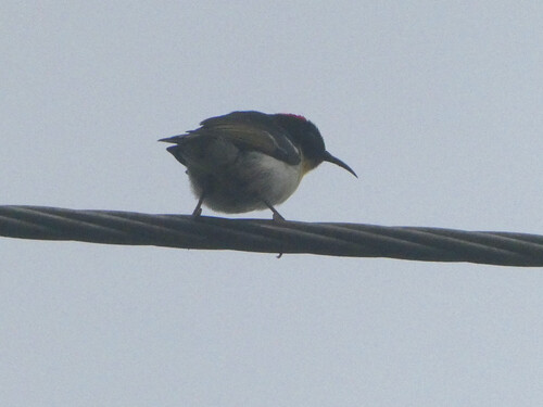Sulphur-breasted Myzomela