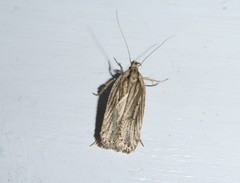 Agonopterix umbellana