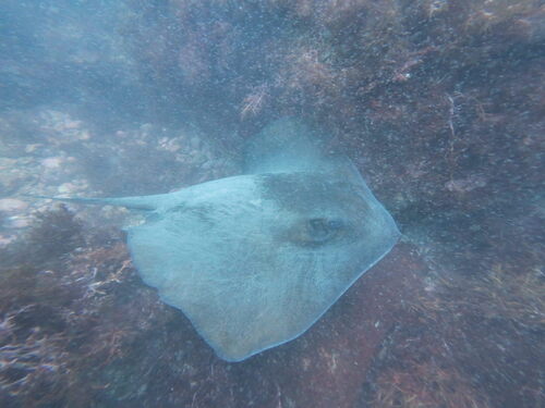 Izu stingray (Hemitrygon izuensis) — Dasyatidae — 2