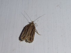 Agonopterix umbellana