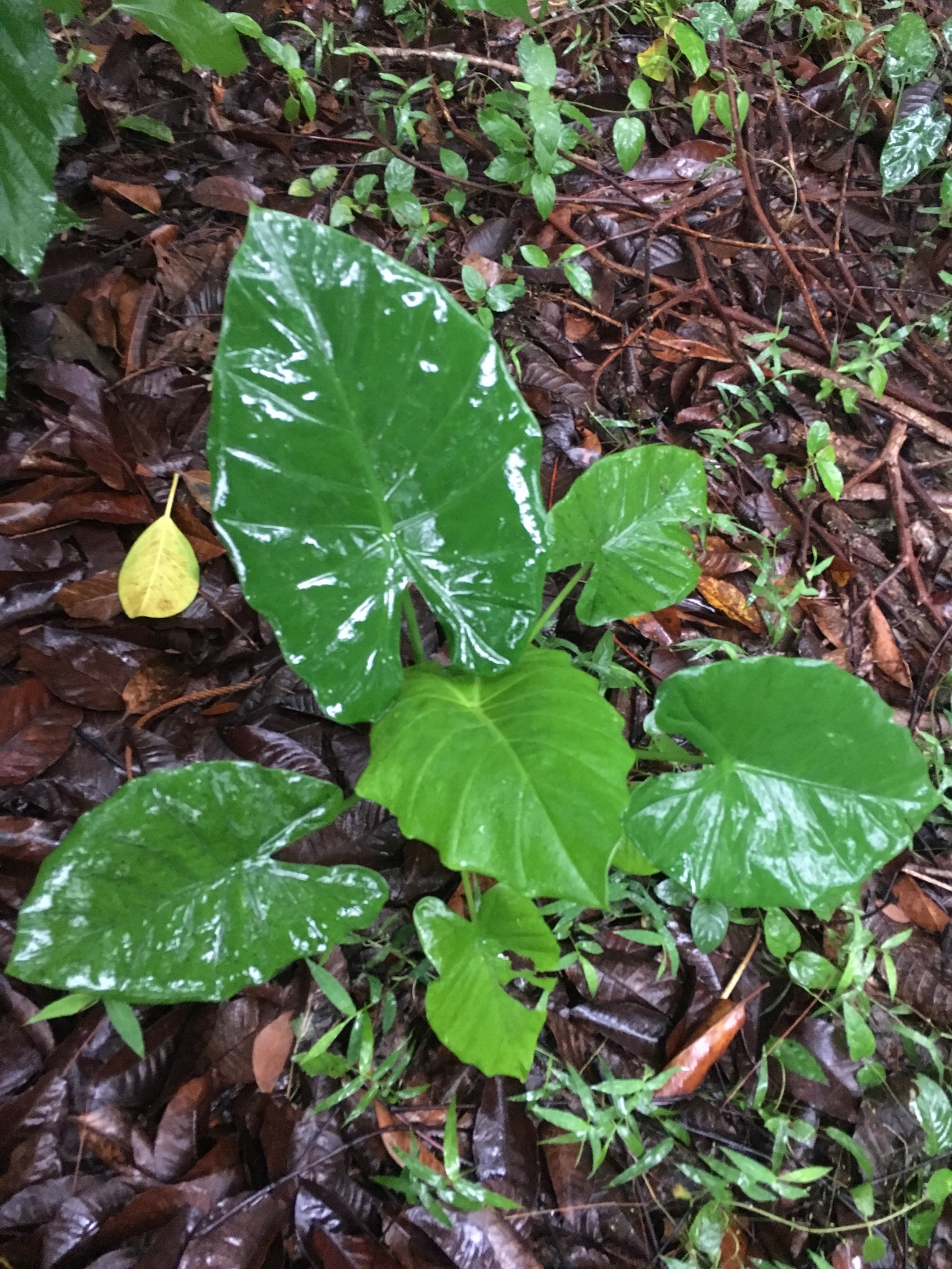 Alocasia jiewhoei V.D.Nguyen