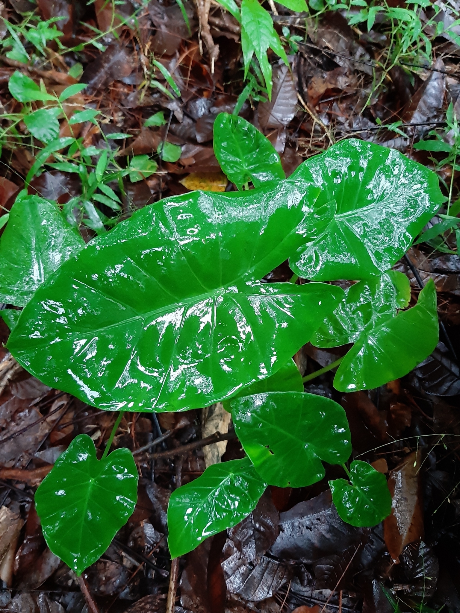 Alocasia jiewhoei V.D.Nguyen 3