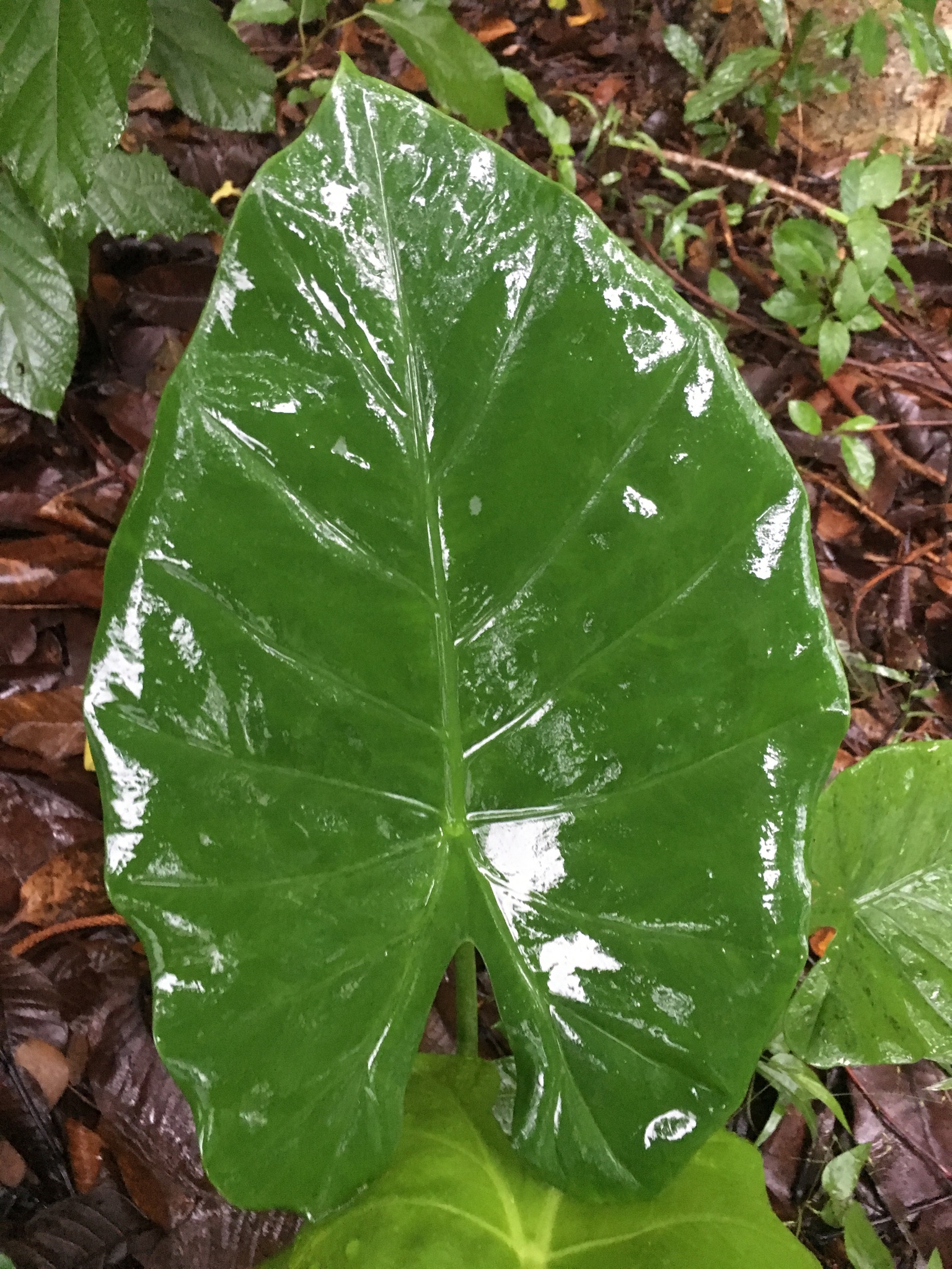 Alocasia jiewhoei V.D.Nguyen 2