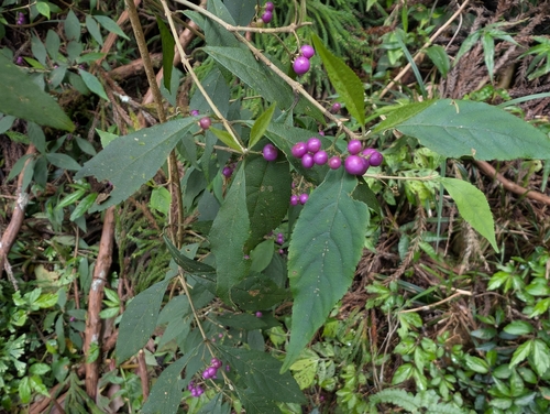 Luanta Beautyberry (Callicarpa randaiensis)