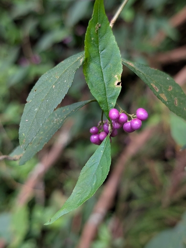 Callicarpa randaiensis, photograph 6