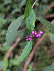 Callicarpa randaiensis, photograph (c) Francisca Wu, some rights reserved (CC BY)