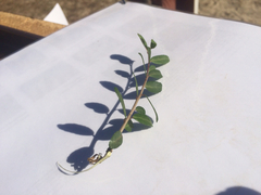 Buxus