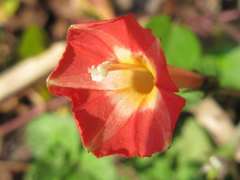 Ipomoea rubriflora