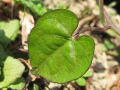 Ipomoea rubriflora