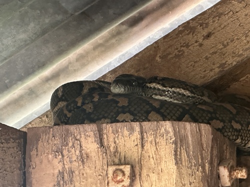 Coastal Carpet Python sighting