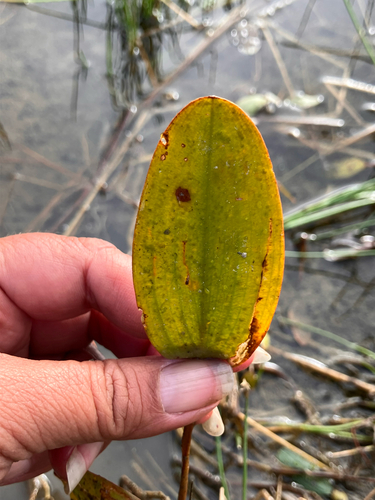 iNaturalist observation photo of Aroids, Water Plantains, Seagrass, and allies