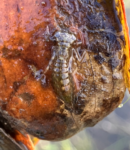 iNaturalist observation photo of Winged and Once-winged Insects