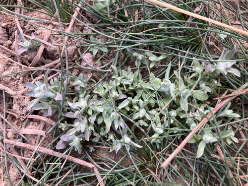 iNaturalist observation photo of western marsh cudweed