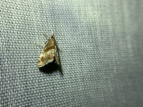 iNaturalist observation photo of Dusky-patched Dicymolomia