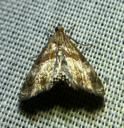 iNaturalist observation photo of Dusky-patched Dicymolomia