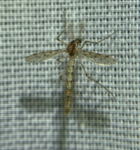 iNaturalist observation photo of Chaoborus