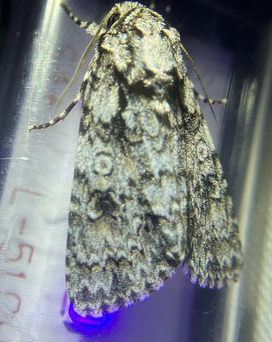 iNaturalist observation photo of Marbled Oak Dagger