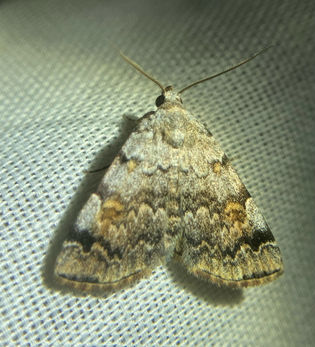 iNaturalist observation photo of American Idia Moth