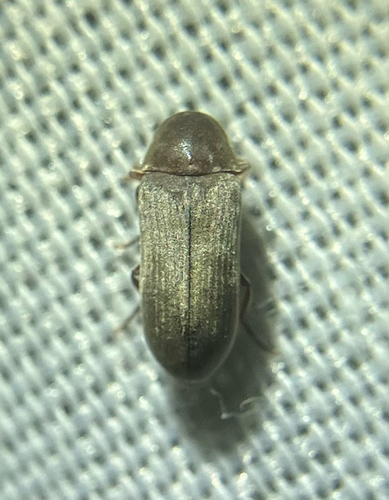 iNaturalist observation photo of Deathwatch, Spider, and Wood-borer Beetles