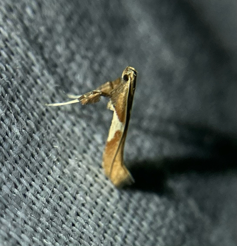 iNaturalist observation photo of Willow Leafcone Caterpillar Moth