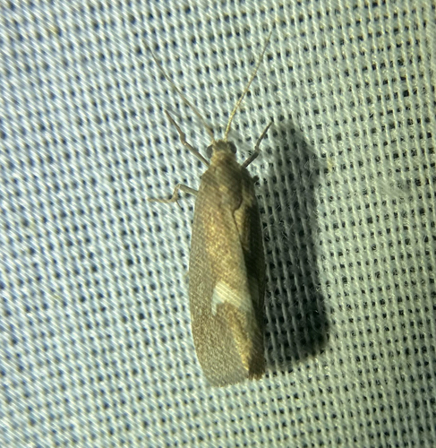 iNaturalist observation photo of Cisthene liberomacula