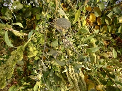 Solanum nigrum nigrum