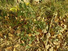 Solanum nigrum nigrum