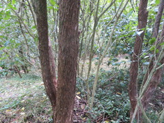 Piper excelsum excelsum