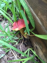 Boletus sensibilis