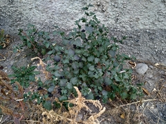 Solanum nigrum nigrum