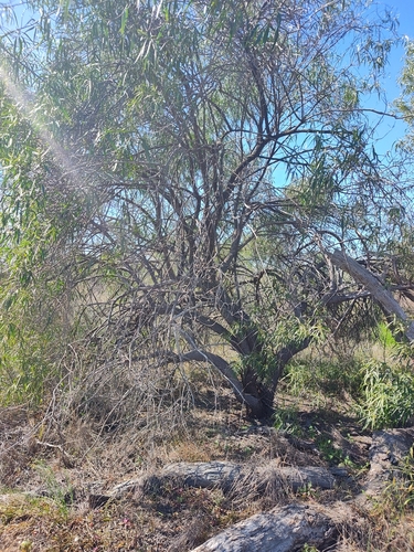 Bignonia emu-bush