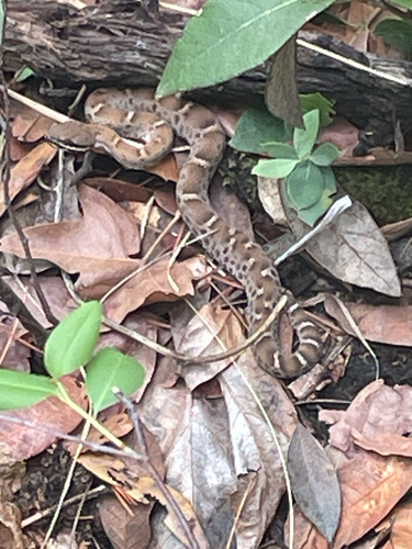 Ridge-nosed Rattlesnake